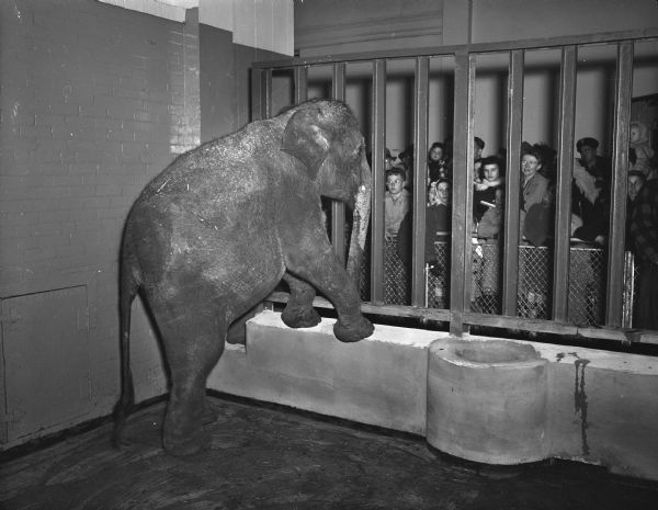 "The new Annie the elephant, left, standing with her forefeet on the rail of her new home at Henry Vilas Zoo (Vilas Park Zoo), greeting her juvenile public."