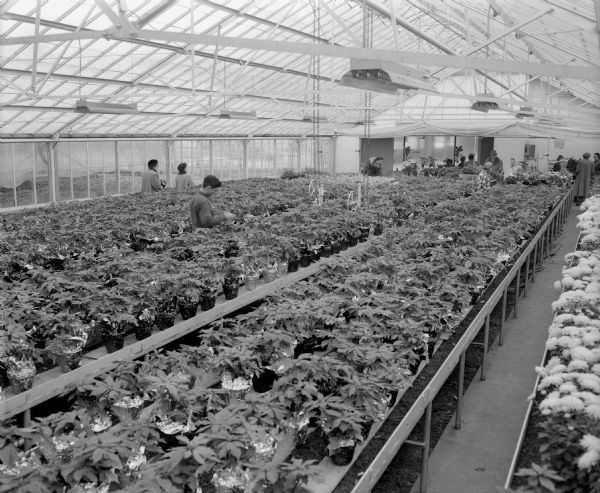 Over 4,000 poinsettia plants are displayed in a Madison greenhouse awaiting delivery to local families for their traditional Christmas decorations.