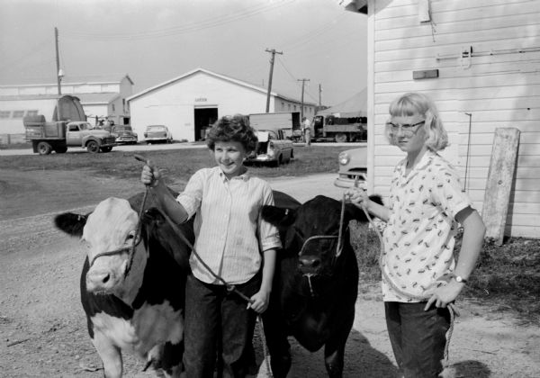 Entries at the 1959 Dane County Junior Fair are, left, Sue Soldwedel, 14, 316 Lakewood Blvd., showing her Hereford junior yearling steer, and right, Linda Gardner, 15, 823 Farwell Drive, holding her Angus steer.