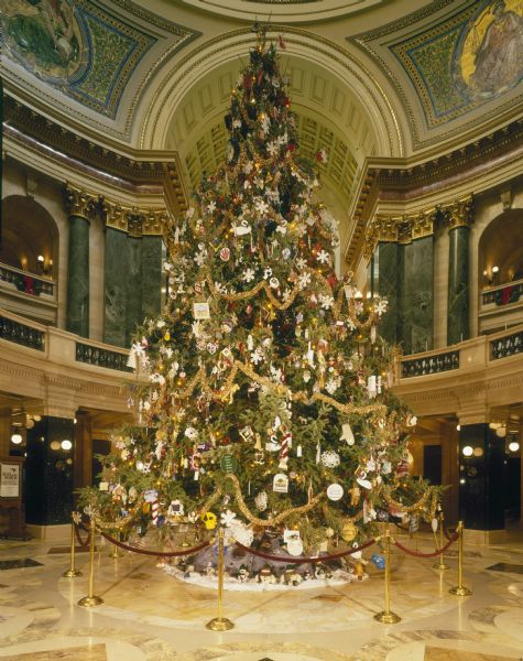 The annual Christmas tree in the Wisconsin State Capitol rotunda. A live tree is cut each year to decorate the Capitol for the Christmas season.