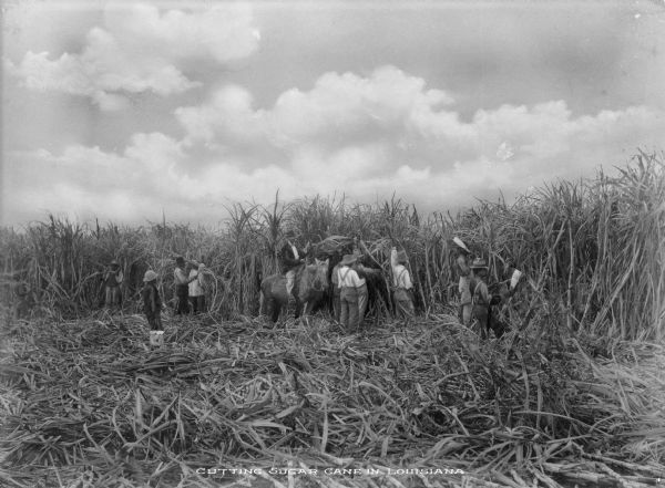 Workers are shown cutting sugar cane in the fields near New Orleans. Caption reads: "Cutting Sugar Cane In Louisiana."