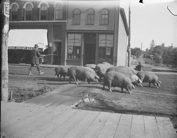 Bill Payne driving a herd of large hogs through town on Main Street, possibly on the way to Adam Best's Butcher's Shop. Storefronts identified, from left to right, include the Chicago Cheap Store, and Jones and Murray Hardware.