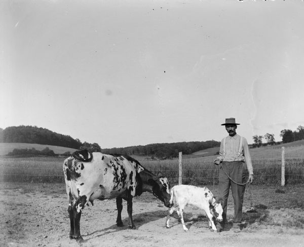 Man with Calf and Cow A man stands on a road in front of a wire fence and field, and holds the end of a rope tied around the neck of a calf.