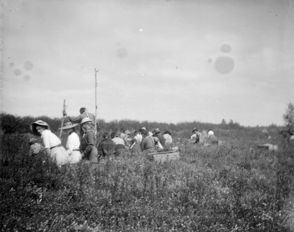 A group of men and women gather in a bog to pick cranberries.