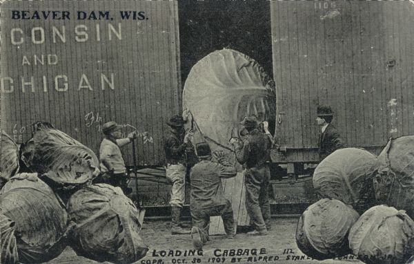 A group of male laborers load a giant cabbage up a ramp and onto a train car. The side of the train says "Wisconsin and Michigan." A pile of other giant cabbages surround the men. Text imprinted in the upper left corner reads, "Beaver Dam, Wis."