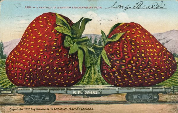 Photomontage of two giant strawberries on a flatbed railroad car.  Fields and mountains fill the background. Red text in the upper portion of the image reads, "2189 - A Carload of Mammoth Strawberries From ______." The S.P. marking on the side of the car shows that it is on the Southern Pacific Railroad line.