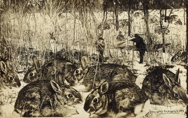Photomontage of three hunters surrounded by a large group of giant rabbits in the woods. One of the hunters is in the act of shooting a rabbit. The snowy scene takes place in a forested winter landscape.