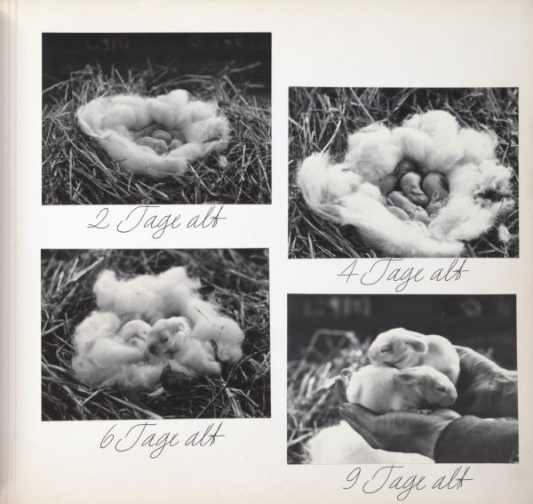 Young angora rabbits at the ages of 2, 4, 6, and 9 days old. Text on page says, "2 Tage alt," "4 Tage alt," "6 Tage alt," and "9 Tage alt."