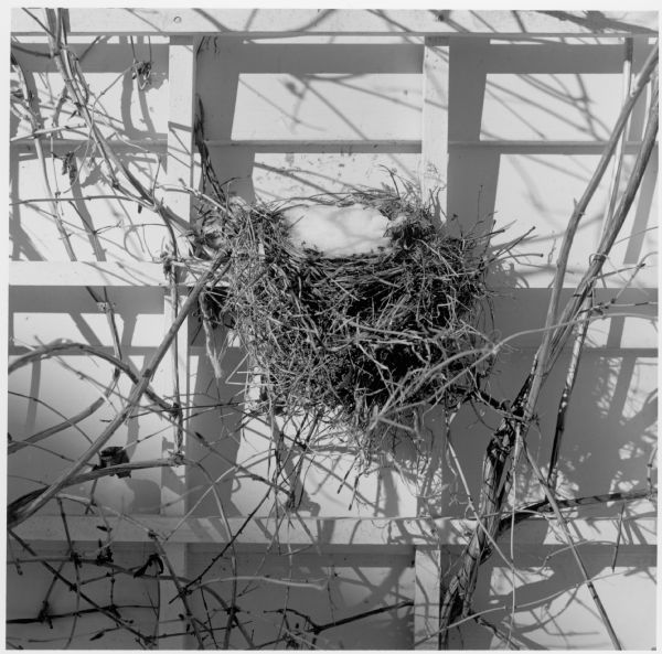 Bird nest on the side of the Quinney house at 345 Rolfe Road.