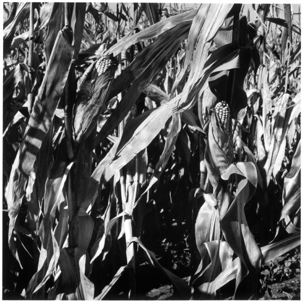 Corn Harvest Close-up view of the corn stalks on the Quinney farm.