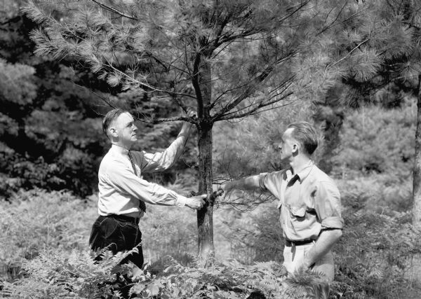 S.B. Fracker and H.N. Putman, two leaders of the white pine blister rust eradication effort in Wisconsin, are examining infected trees at the Rhinelander infection study plot.