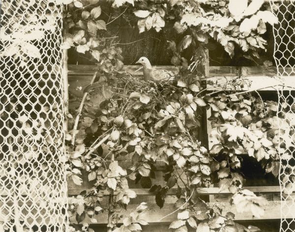 Profile view of a passenger pigeon, a species now extinct, sitting in a nest within foliage. Part of a group of pigeons that lived in captivity in the aviary of Professor C.O. Whitman, professor of Zoology at the University of Chicago.