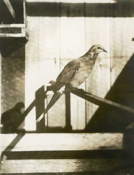 A passenger pigeon on a perch. The passenger pigeon is now extinct. Part of a group of pigeons that lived in captivity in the aviary of Professor C.O. Whitman, professor of Zoology at the University of Chicago.