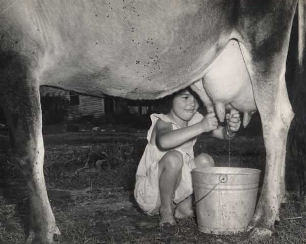 A child from the East Tennessee Farmers Union milking a cow covered with flies.