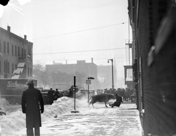 A loose bull on city streets with snow piled near the sidewalks. A man has come face-to-face with the bull and is falling backwards as a crowd is watching from the sidewalk in the background.
