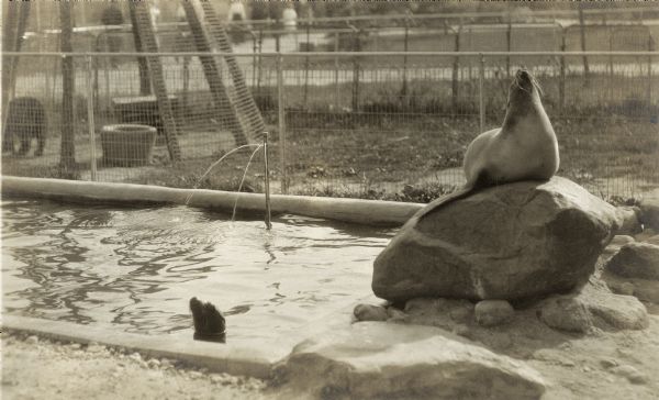 Two seals in their cage at the Henry Vilas Zoo (Vilas Park Zoo), opened in 1911.