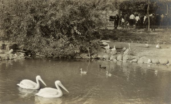 Two pelicans and other waterfowl on the lagoon in Henry Vilas Zoo (Vilas Park Zoo), opened in 1911.
