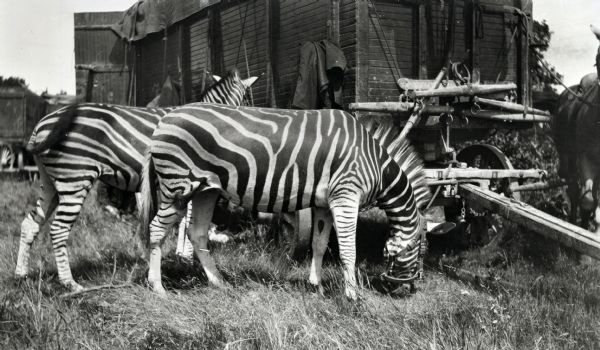 Two circus zebras graze outside a railroad car. A horse can be seen on the right.