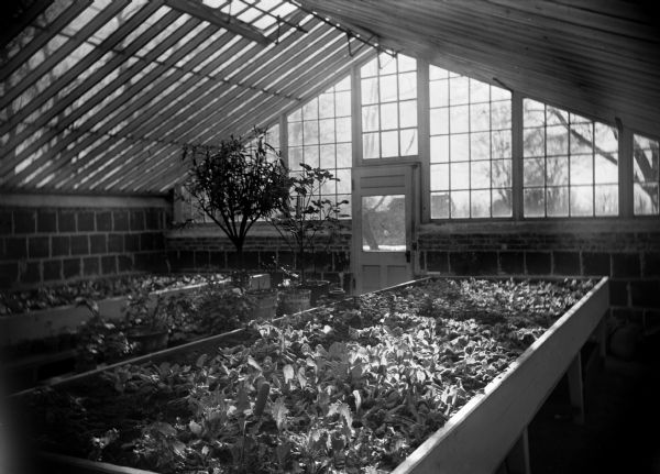 View of the interior of a greenhouse at the Winnebago County School of Agriculture and Domestic Economy.