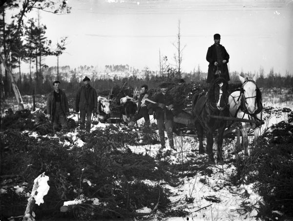 A group of loggers at work in the woods with horses and a team of oxen. The men are cutting down fir trees to eventually be sold at market.