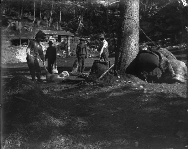 Men preparing to butcher sheep at the Leighton-Wyoming mining camp. A cabin is visible behind them on a hill.