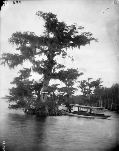 A very large tree, with what appears to be Spanish Moss hanging from it, is growing out of a body of water opposite a shoreline. A sign nailed to the tree reads: "McCormick Binders and Mowers." Four men are sitting in an excursion boat in the water near the tree.