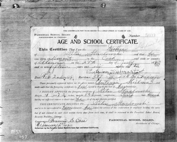 Photograph of an "Age and School Certificate" completed by a mother giving her 15-year-old son permission to work. The form reads:
"THIS CERTIFICATE NOT TO BE ISSUED TO A CHILD UNDER 14 YEARS OF AGE.
Parochial School Board
Archdiocese of Chicago
Number 5603
AGE AND SCHOOL CERTIFICATE
This Certifies That I am the Mother 
of Peter Stacloroski(?) and that he
was born at Lemont in the Cook and the state or country 
of Illinois on the 29th  day of July 1890
and is now fifteen years and six months old."

The mother signed the document as "Antonina Kulmart(?). By her name is a note that appears to read "her mark". The certificate goes on to read:

"Date Feb 2nd 1906 Residence 399 N. 25th p, Chicago
There personally appeared before me the above named Antonia Kielma(?) and 
made oath that the foregoing certificate by her signed is true to the best of her knowledge.
I HEREBY APPROVE the foregoing certificate of Peter Stacloroski(?)
Height 4 feet 7 3/4(?) inches, weight 84 1/2 pounds, complexion dark, hair black
having no sufficient reason to doubt the he is of the age therein certified.
THIS CERTIFICATE BELONGS TO Peter Stacloroski(?)
and is to be surrendered to him whenever he leaves the service of the corporation or employer holding the same
but if not claimed by said child within thirty days from such time, it shall be returned to the Parochial School Board,
Security Building, Chicago
Countersigned Frances G Cose
February 2nd 1906
Authorized by the Parochial School Board to Issue Age and School Certificates
Parochial School Board
Archdiocese of Chicago"
