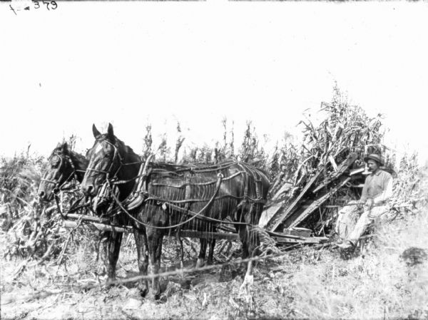 Man in Field Using Horse-Drawn Corn Binder Left side view of a man using a horse-drawn corn binder in a cornfield. The horses are wearing fly-nets.