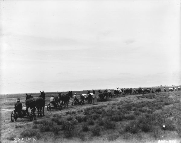 Long Line of Horse-Drawn Mowers View across field towards eleven horse-drawn mowers in a long line. Each man is driving a team of two horses or donkeys to pull the mowers. Some of the horses are wearing blankets.