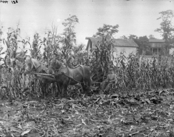 Man Using Horse-Drawn Corn Binder Left side view of a man using a horse-drawn corn binder in a cornfield. Farm buildings are in the background on the right.