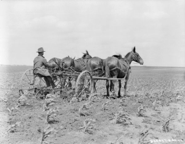 Man Driving Horse-Drawn Cultivator Three-quarter view from right rear of a man using a team of four horses to pull a cultivator in a field.