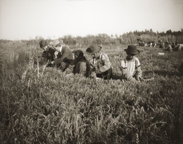 Two Ho-Chunk men wearing beaded shirts are gathering cranberries (hoocake) alongside a Ho-Chunk woman and a white man and woman. A large group of cranberry harvesters are in the background. The men must have been told in advance that a photographer was coming to take pictures, otherwise they would have never worn beaded shirts to work.
