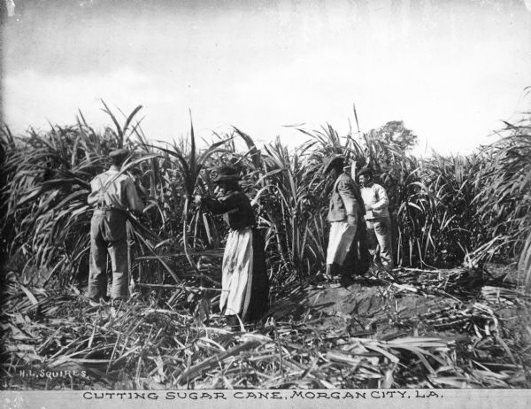 Men and women cutting sugar cane by hand in a field. Caption reads: "Cutting Sugar Cane, Morgan City, LA."
