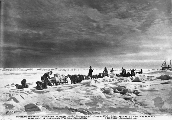 View of a group of men freighting goods by dogsled across ice from the S.S. Corwin offshore.