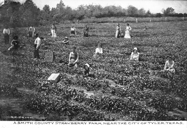 A view of men, women and children harvesting in strawberry fields. Caption reads: "A Smith County Strawberry Farm, Near the City of Tyler, Texas."