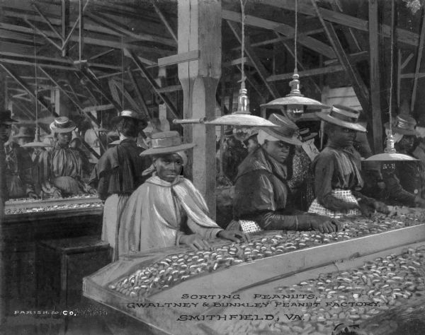 Women sorting peanuts in the Gwaltney and Bunkley Peanut Factory. Caption reads: "Sorting Peanuts, Gwaltney & Bunkley Peanut Factory, Smithfield, WVA."