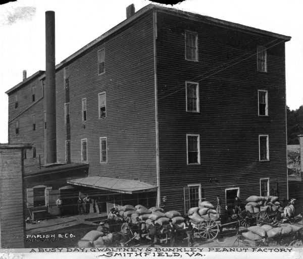 Elevated view of the exterior of the factory, with men loading full sacks onto wagons pulled by horses. Caption reads: "A Busy Day, Gwaltney & Bunkley Peanut Factory, Smithfield, VA."
