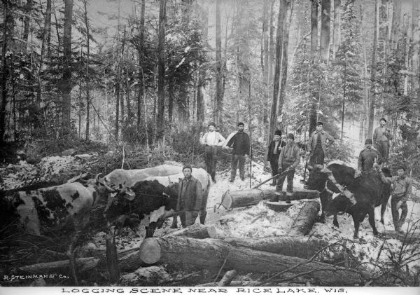 A group of loggers poses for a group portrait amongst cut logs in a snow-covered wooded area. The men in the middle have their axes in hand, while other men pose near oxen. Caption reads: "Logging Scene Near Rice Lake, Wis."