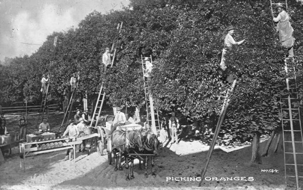 A group of agricultural workers picking oranges in an orchard. Several men are on ladders picking fruit, while other men pose on the ground. A horse-drawn cart is being loaded with fruit. Caption reads: "Picking Oranges."