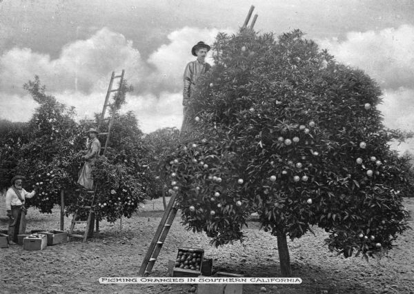 Three men picking oranges in an orchard. Two of the men use ladders to pick the fruit, and another stands on the ground nearby. Caption reads: "Picking Oranges In Southern California." 