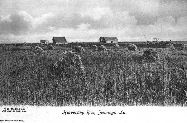 View of a field of rice being harvested. A team of horses are pulling agricultural equipment, and several houses/outbuildings are in the distance. Caption reads: "Harvesting Rice, Jennings, La."