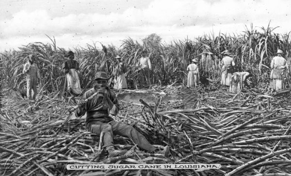 A group of agricultural workers cutting sugar cane, possibly in Morgan City. In the foreground, a young man sits on a pile of sugar cane, chewing on cane sugar. Caption reads: "Cutting Sugar Cane In Louisiana."