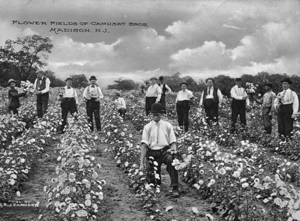 Flower Fields A group of men posing in a flower field owned by the Camusat Brothers company. Some of the men are holding bouquets of flowers. Caption reads: "Flower Fields of Camusat Bros. Madison, N.J."