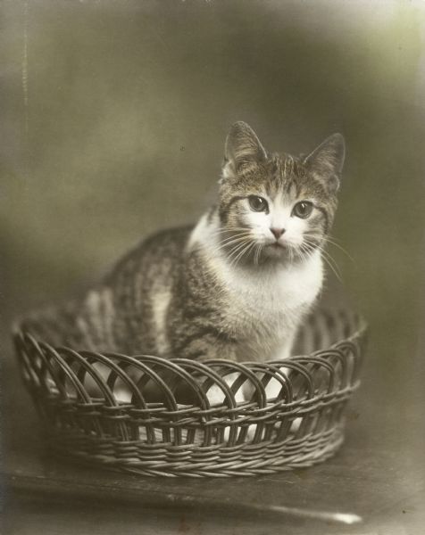 A hand-colored portrait of the Trimpey family cat, Fluffy, sitting in a basket.