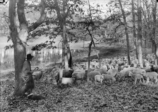 A shepherd with a crook watches his flock in a wooded area beside a pond. His sheep dog rests beside him.