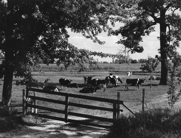 Much of the milk purchased by Widmer's is from Holstein Cattle, as seen grazing in this peaceful country scene.