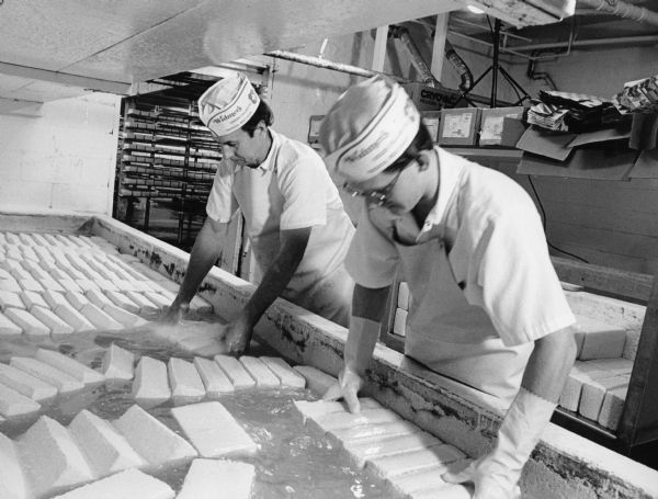 Cheesemakers remove loaves of Brick Cheese that have been floating in the salt brine tank for 14 hours.