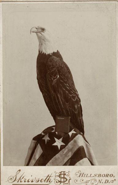 Stuffed Old Abe, the Wisconsin Civil War eagle, perched on an American flag with a copy of the New Testament propped in front.