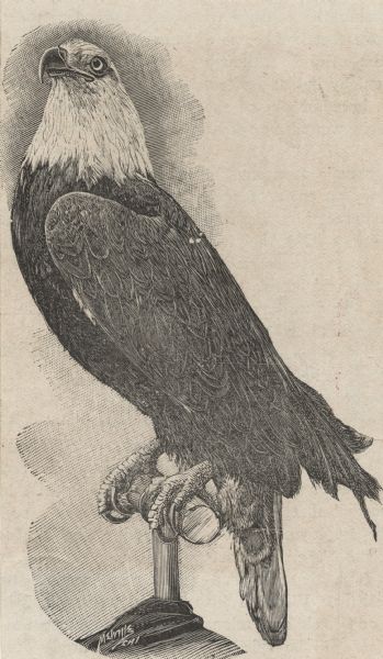 A wood engraving of Old Abe, Civil War eagle mascot of the 8th Wisconsin Volunteer Infantry.