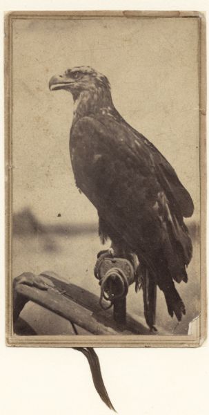 Carte-de-visite of Old Abe, the Wisconsin war eagle on a perch.  The adolescent bird still has partially brown head feathers.  The card appears to have a souvenir feather attached to the back.